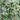 Spinach - Viroflay