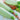 Squash, Summer - Vegetable Marrow - White Bush