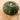Squash, Summer - Zucca de Lungo Verde