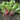 Swiss Chard - Magenta Sunset