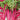 Swiss Chard - Pink Lipstick