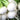 Turnip - White Egg