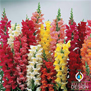 Snapdragon Liberty Classic Series Mix Seed