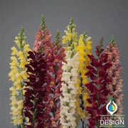 Snapdragon Rocket Series Mix Seeds