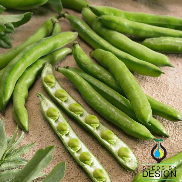 Bean Seeds - Fava Aquadulce | Non-Gmo Green Fava Bean Seeds