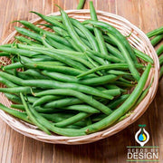 Bean - Bush - Harvester Garden Seed