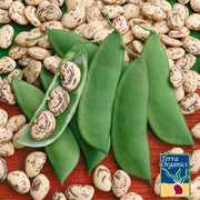Organic Jackson Wonder Beans Seeds