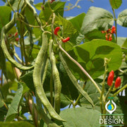 Bean - Pole - Scarlet Runner Garden Seed