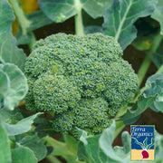 Organic Green Calabrese Broccoli Seeds