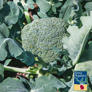 Broccoli - Sprouting - Di Cicco (Organic)