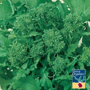 Broccoli Raab Spring Rapini Organic Seed
