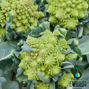 Romanesco Broccoli Seeds - Non-GMO