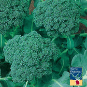 Broccoli Waltham 29 Organic Vegetable Seed