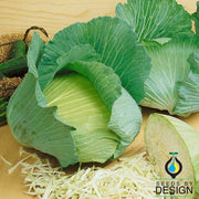 Cabbage Late Flat Dutch Seed