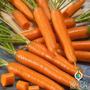 Carrot Seeds - Bambino