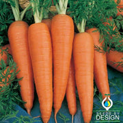 Carrot - Danvers 126 Garden Seed