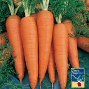 Carrot Seeds - Danvers 126 (Organic)