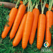 Carrot Scarlet Nantes Seed