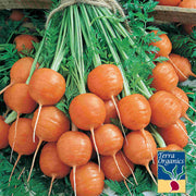 Organic Parisian Carrot Seeds