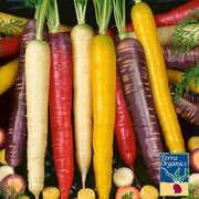 Carrot Rainbow Blend Organic Seed