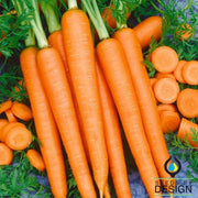 Carrot Tendersweet Vegetable Seed