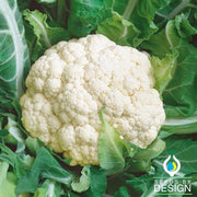 Cauliflower Seeds - Snowball Self-Blanching