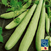 Organic armenian cucumber