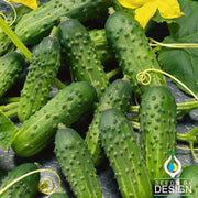 calypso f1 cucumber