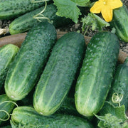 carolina f1 cucumber