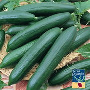 Cucumber Seeds - Eversweet F1 - Organic