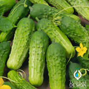 Cucumber Seeds - Garden Bush Pickle F1