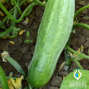 Cucumber Seeds - Garden Bush Slicer F1