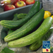 Cucumber Seeds - Garden Sweet Burpless F1 - Organic