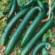 Cucumber Seeds - Green Dragon Burpless F1