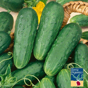 Organic Homemade Pickles Cucumber Seeds