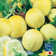 Organic Cucumber Lemon Seeds