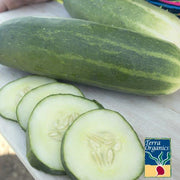 Cucumber Marketmore 76 Organic Seed