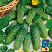Cucumber Seeds - National Pickling - Organic