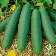 Cucumber Seeds - Parade