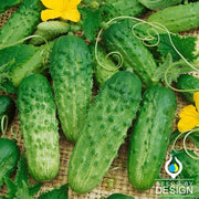 Cucumber Seeds - Pick a Bushel F1 AAS