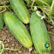 Poinsett 76 Cucumber Seeds - Non-GMO