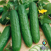 Saladmore Bush Hybrid F1 Cucumber Seeds - Non-GMO