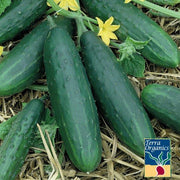Spacemaster Organic Cucumber Seeds