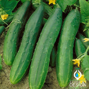 Cucumber Straight Eight Seed