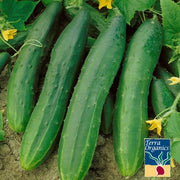 Organic Straight Eight Cucumber Seeds