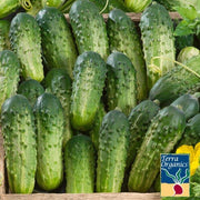 Organic Sumter Cucumbers Seeds