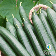 English Telegraph Cucumber Seeds