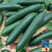 Organic Tendergreen Burpless Cucumber Seeds