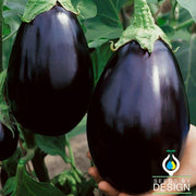 Eggplant  Black Beauty Vegetable Seed