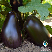 Eggplant Seeds - Black Moon F1